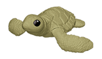 Tortuga